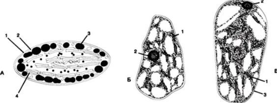 Хромопласты в клетках томата. Глобулярные хромопласты. Хромопласты в клетках плодов шиповника. Хромопласт микрофотография. Лейкопласты микрофотография.
