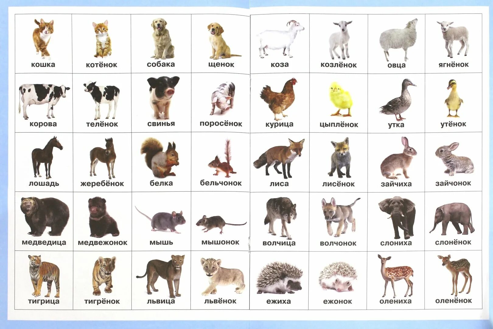 Домашние животные и их названия. Dikie jivotnir i dityonishi. Мамы и Детеныши животных названия. Карточки с изображением домашних животных.