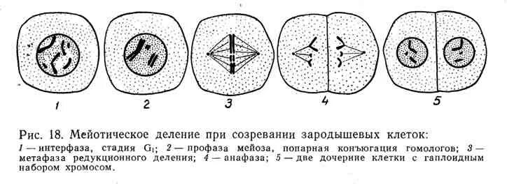 Мейотическое деление клеток зона. Деление созревания. Деление созревания на разных стадиях мейоза. Стадии деления клетки при оплодотворении. Метафаза редукционного деления мейоза у аскариды.