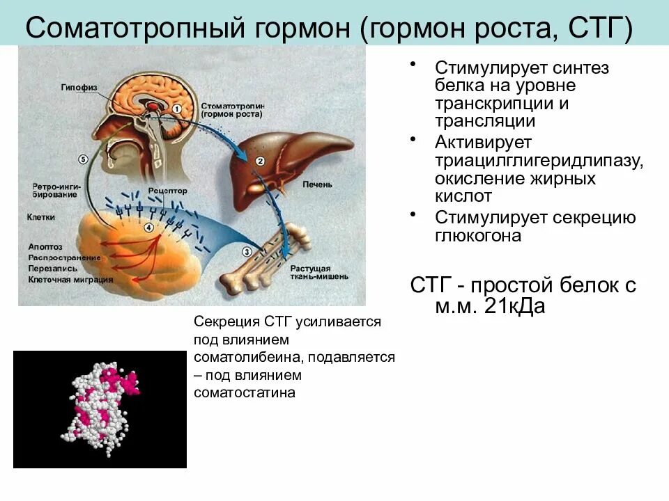 Соматотропин где. Соматотропный гормон (СТГ, гормон роста, соматотропин). Соматотропный гормон Синтез схема. Гормоны гипофиза СТГ. Функция гормона соматотропин гипофиз.