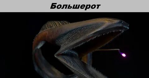 Большерот