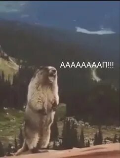 Кричащий бобер видео