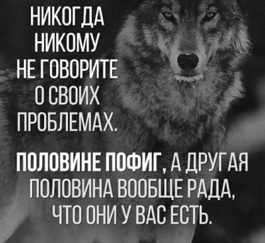 Никогда никому не говори о своих проблемах. Цитаты про Волков со смыслом. Никогда никому не рассказывай о своих проблемах. Статусы про Волков со смыслом.