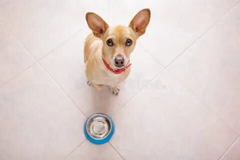 The dog is behind the table