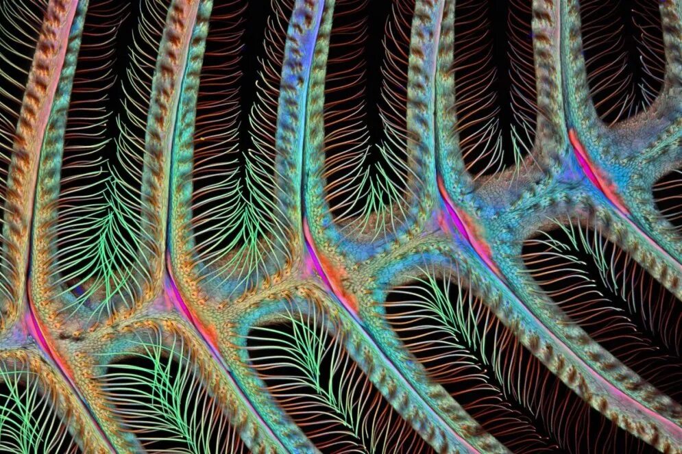 100 под микроскопом. Конкурс микрофотографии nikon small world. сетчатка филина микрофотография. удивительный микромир под микроскопом. мир под микроскопом.