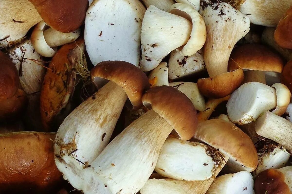 Белый гриб нужно варить. Белый гриб. Свежие грибы. Грибы белые свежие. Свежесобранные грибы.