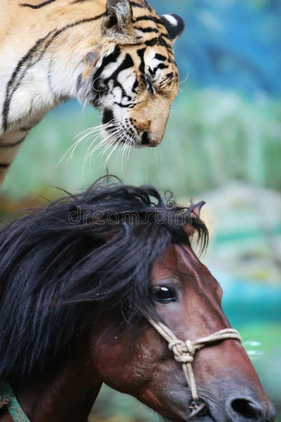 Тигр и лошадь. Tiger horse. Тигровая лошадь. Картина лошадь и тигр. Tiger horse.