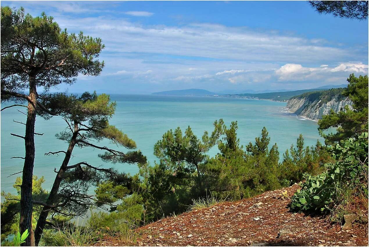 Черноморское побережье природа. Голубая бездна Джанхот. Джанхот бухта голубая бездна. Черноморское побережье пицундские сосны.