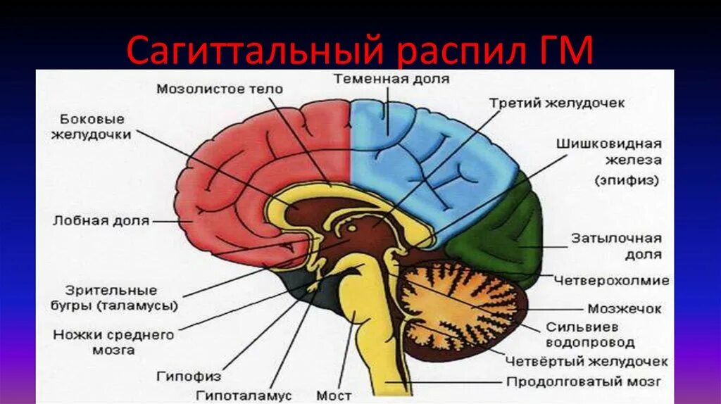 Отделы головного мозга на сагиттальном срезе. Сагиттальный срез головного мозга структуры. Отделы головного мозга на сагиттальном разрезе. Строение головного мозга Сагиттальный разрез. Головной мозг человека включает