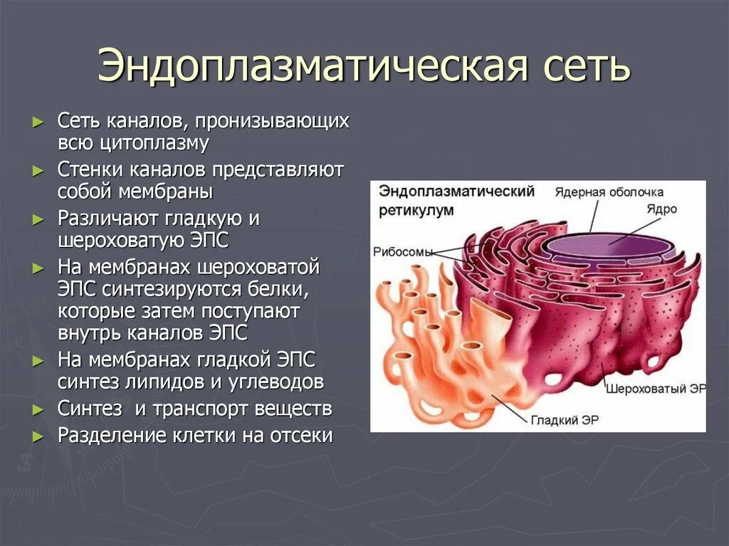 Синтез белка шероховатая эпс. Функция шероховатой эндоплазматической сети клетки. Эндоплазматическая мембрана. Шероховатая эндоплазматическая сеть функции. Шероховатая ЭПС строение.