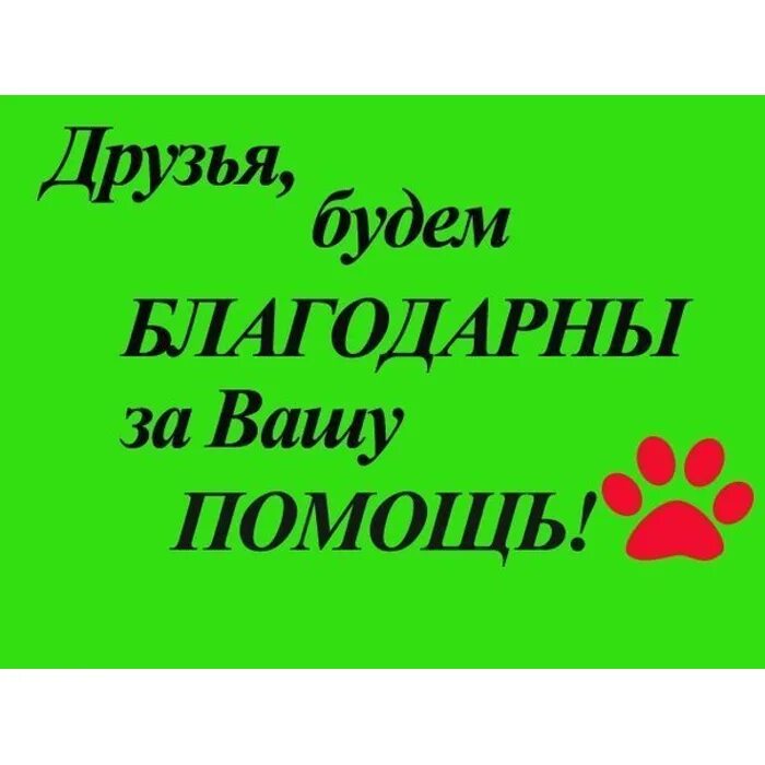 Родители отправили дочь на стерилизацию. Помогите оплатить долг за передержку. Сбор на оплату передержки и корм. Помогите погасить долг за корм. Помогите картинка.