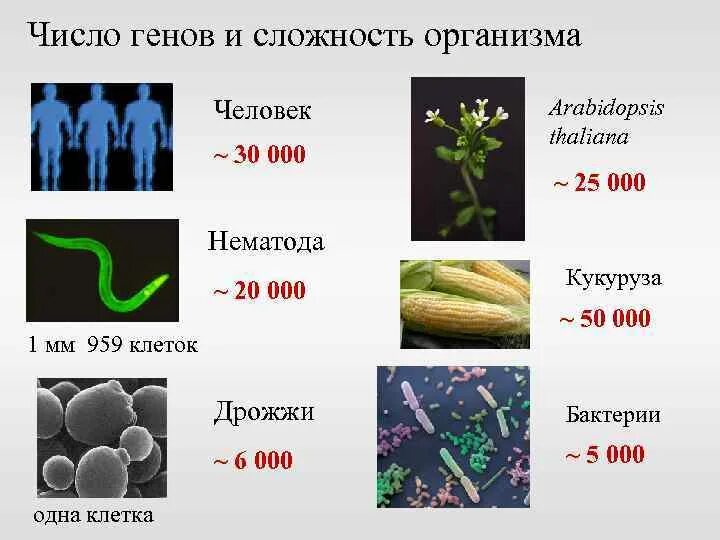 Сколько генов у мужчин