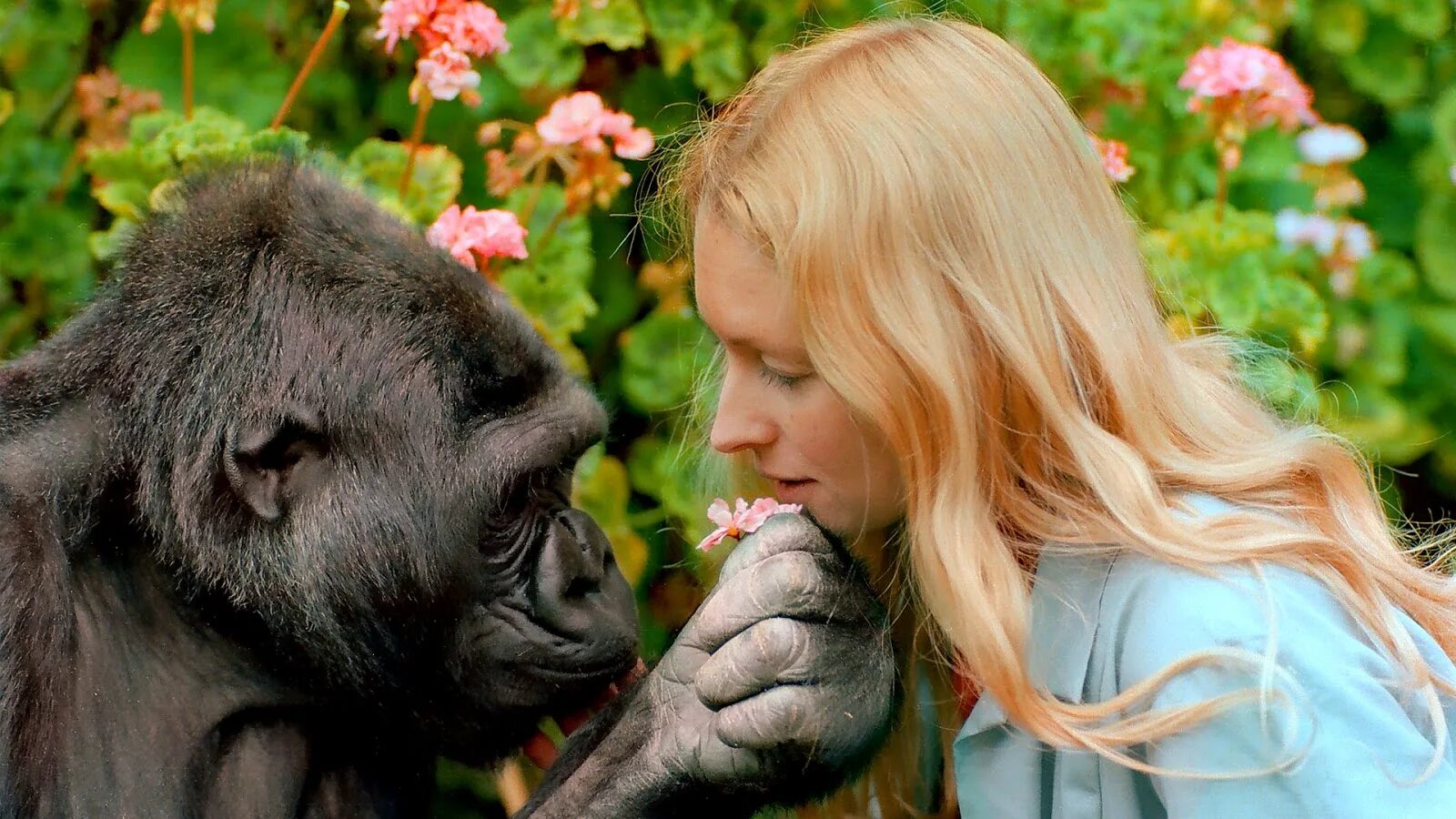 Шимпанзе девушку. Горилла Коко. Горилла с кокосом. Обезьяна Коко. Горилла Коко и пенни Паттерсон.