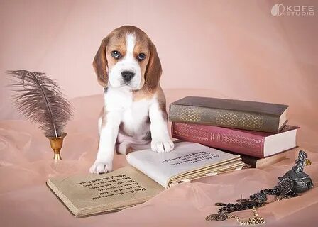 Бигль книга