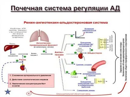Почечная регуляция