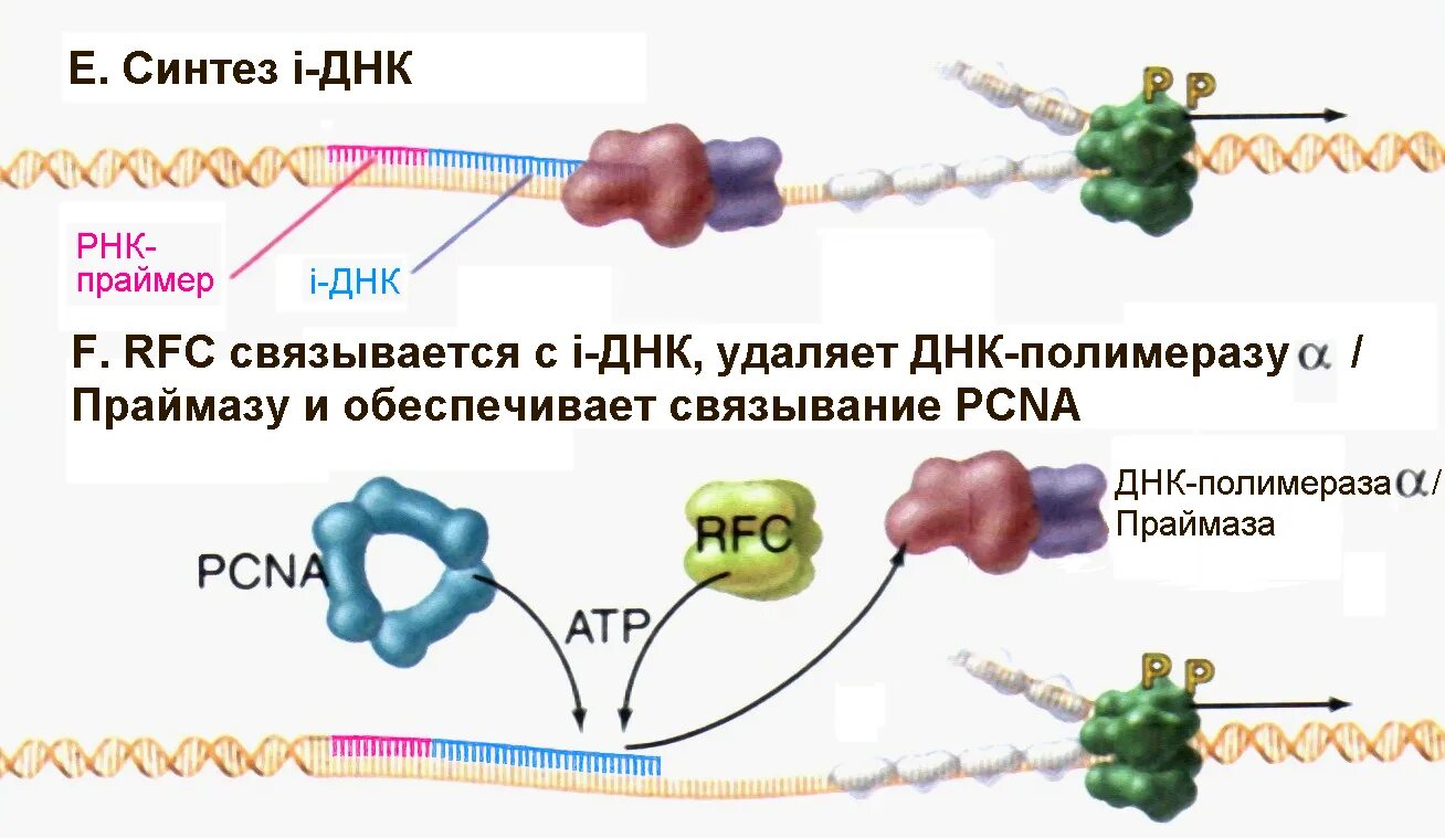 ДНК полимераза Альфа праймаза. Механизм действия ДНК полимеразы. РНК праймаза и ДНК полимераза. Праймеры МИКРОРНК.