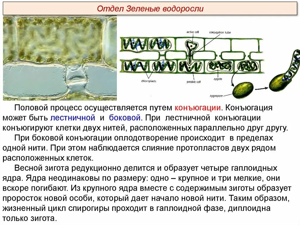 Спирогира низшее. Вегетативное размножение спирогиры. Конъюгация водоросли спирогиры. Спирогира водоросль размножение. Спирогира водоросль строение.