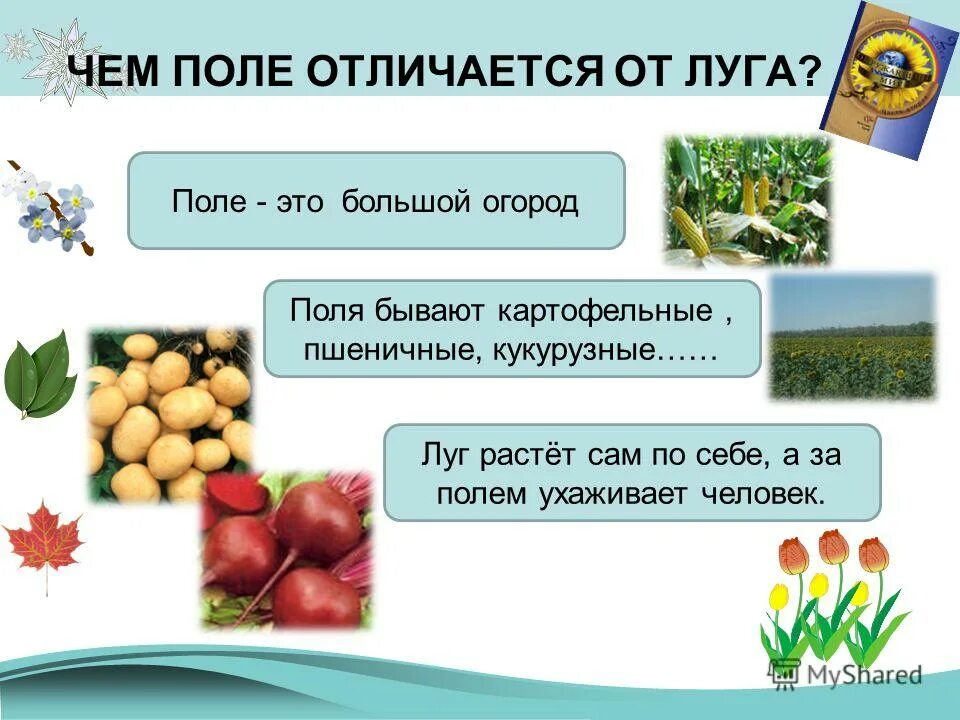 окружающий мир поля 2 класс. поле пшеницы и его обитатели. поле искусственное природное сообщество. поле это окружающий мир. окружающий мир поля 2 класс.