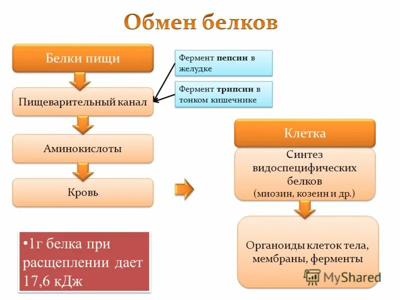 Метаболизм белков в организме человека последовательность. Обмен жиров в организме человека схема. этапы жирового обмена схема. схема обмена белков в организме. схема метаболизма липидов в организме человека.