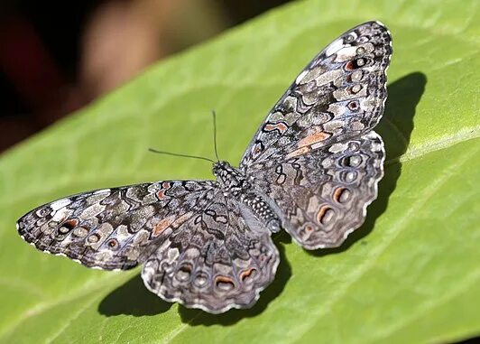 Порода бабочек фото Фауна Дальнего Востока Махаон (лат. Papilio machaon) дневная бабочка из семейс