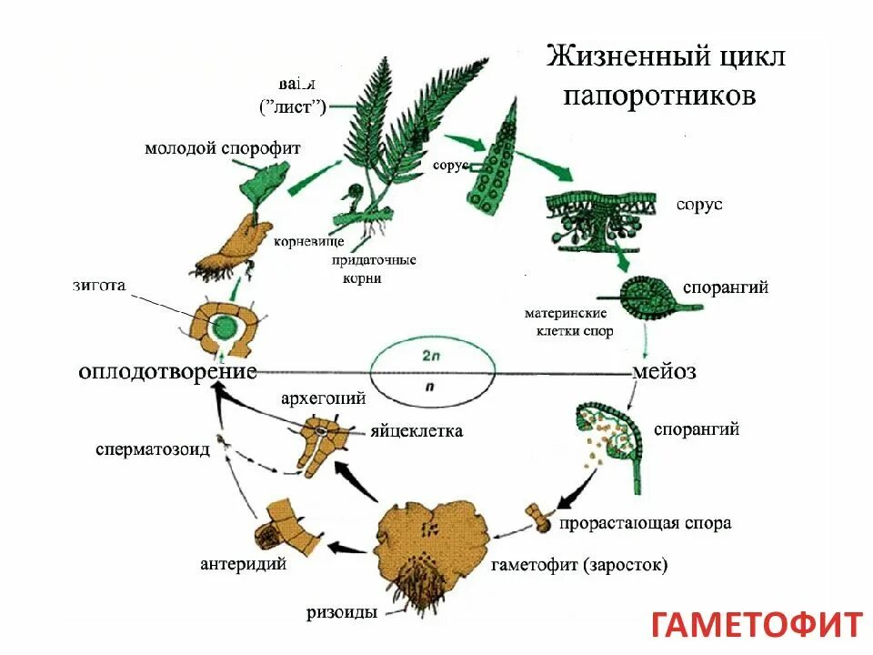 Схема жизненного цикла растения гаметы. Цикл развития папоротника спорофит и гаметофит. Жизненный цикл развития папоротника схема. Жизненный цикл папоротника схема спорофит. Цикл развития спорового растения схема.