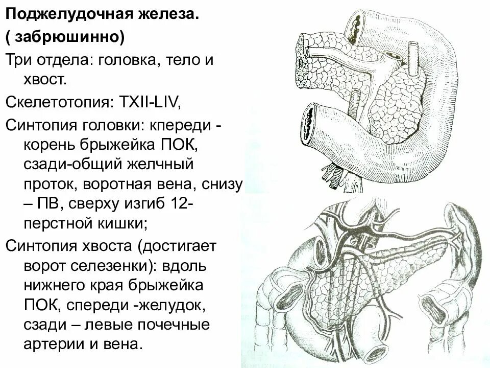 Сосуды желчного пузыря. Резекция печени топографическая анатомия. Печень топографическая анатомия и Оперативная хирургия. Поджелудочная железа забрюшинно. Топография печени топографическая анатомия.