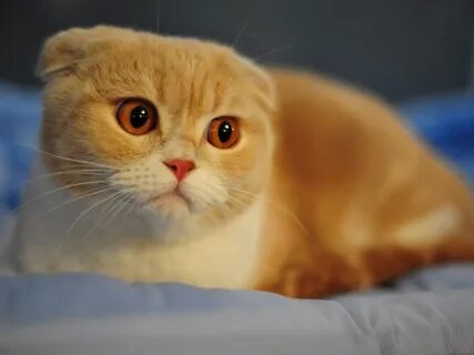 Кот с маленькими ушами