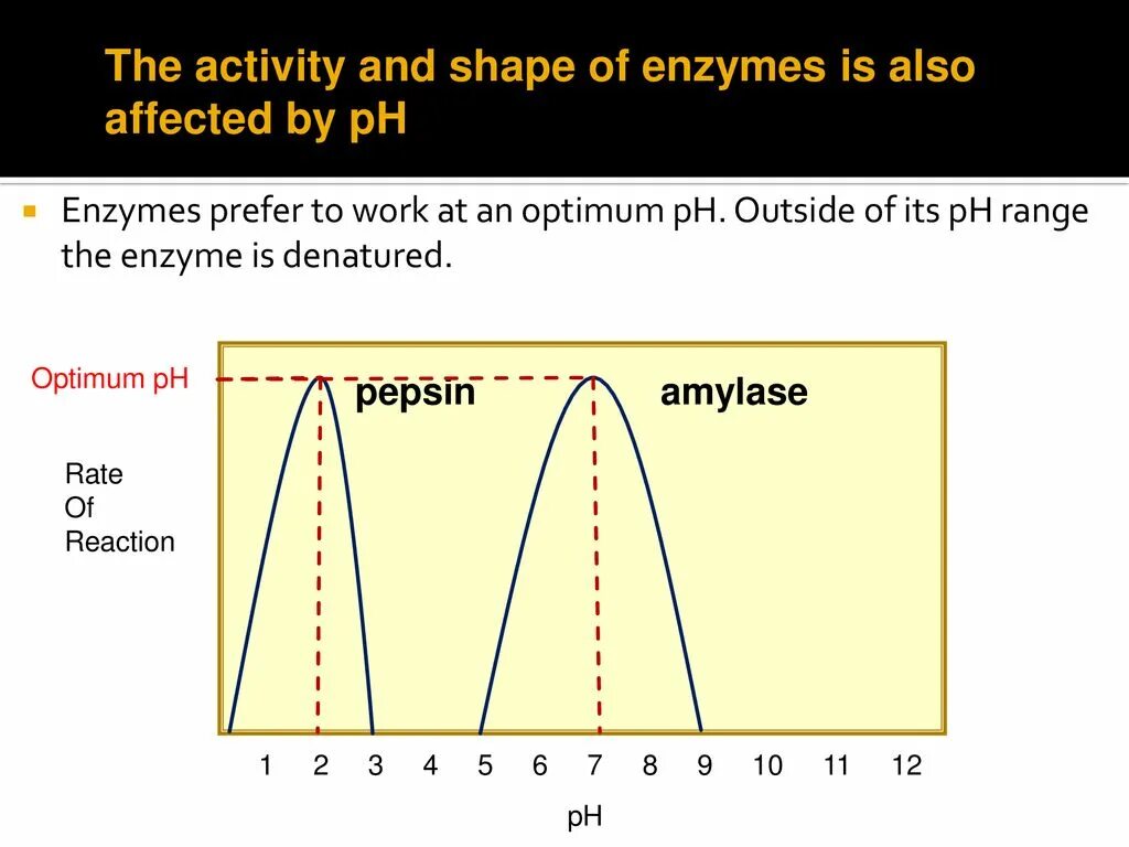 Effect of temperature and PH on Enzyme activity. Каталаза PH Оптимум. Enzyme PH activity. PH and temperature Optimum for Enzymes. Effect o