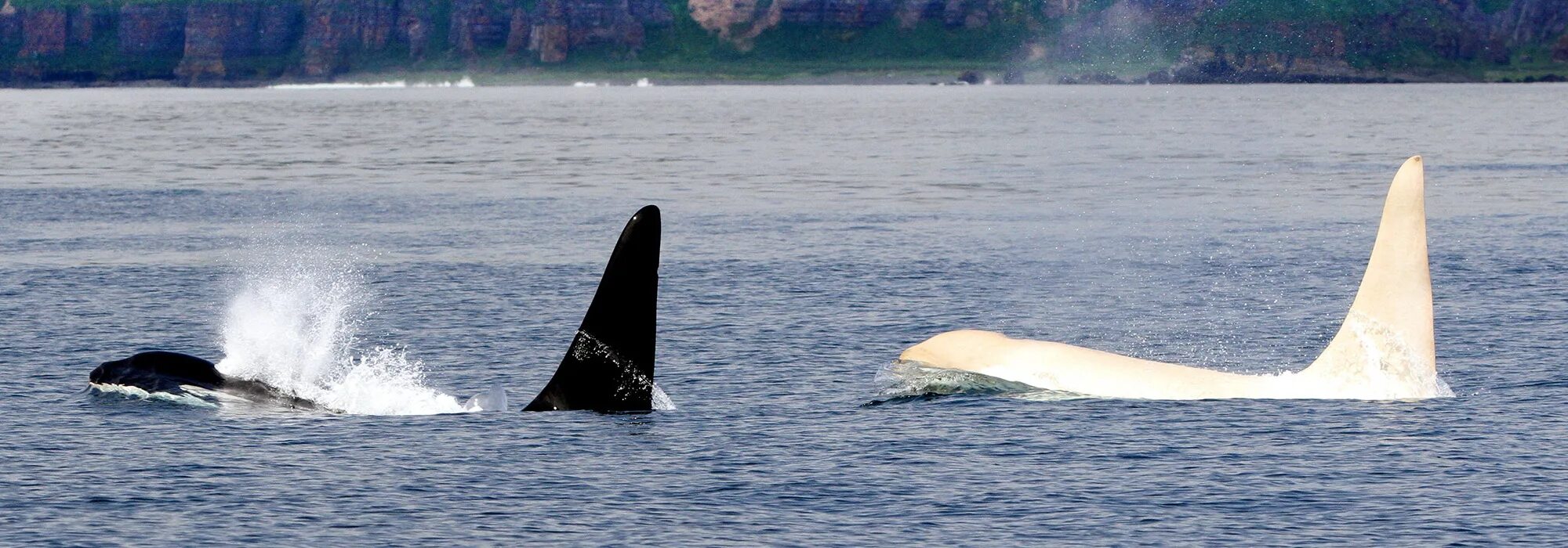 Залив касатка на острове итуруп. Косатка остров врангеля. Териберка касатки. Касатки на камчатке. Касатки в японском море сейчас.