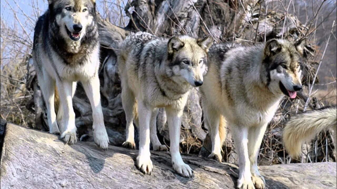 Три кота живые. Три кошки. Большие волки. The retegan sisters дениз, даниэла и диана ретеган. Три смешных кота.