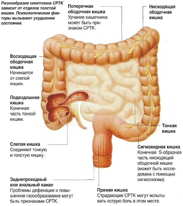 Можно ли есть кишки. Синдром раздражения толстой кишки. Толстый кишечник заболевания. Сигмовидная кишка анатомия. Сигмовидный отдел толстой кишки.