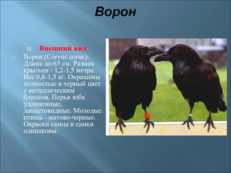 Размер ворона