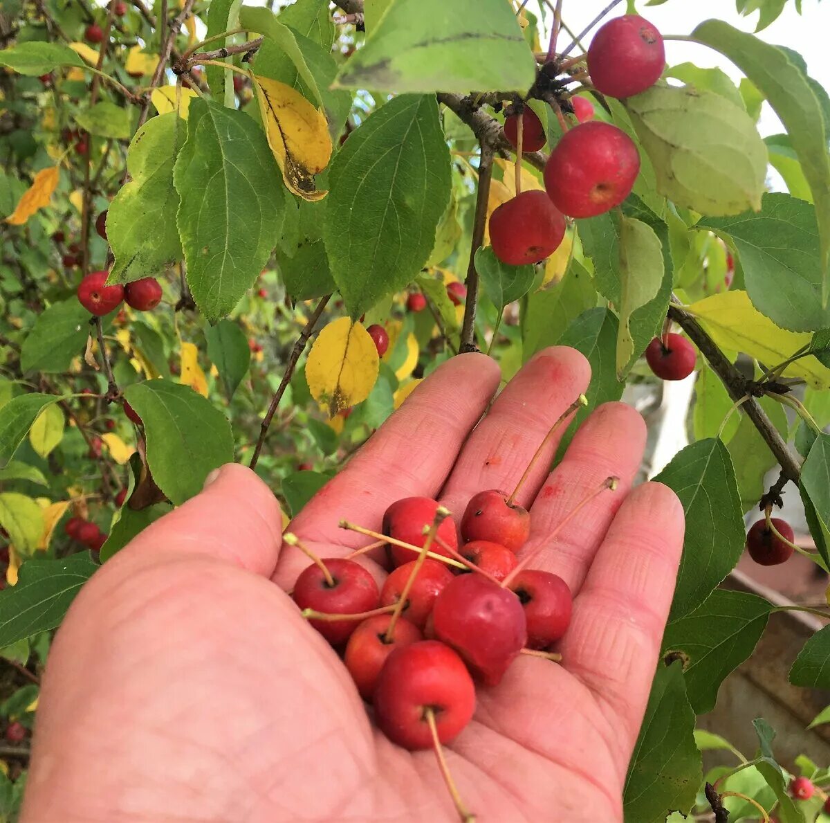 Яблоня Сибирская Malus baccata. Яблоня Ягодная, Сибирская, Ранетка(Malus baccata). Ранетка Сибирская. Яблоня Сибирская (Ранетки). Яблоня мелкая