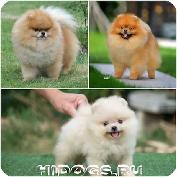 Собака шпиц плюсы и минусы. Шпиц померанец. Померанский шпиц плюсы и минусы. Померанский шпиц стандарт характер. Стандарт породы немецкий померанский шпиц.