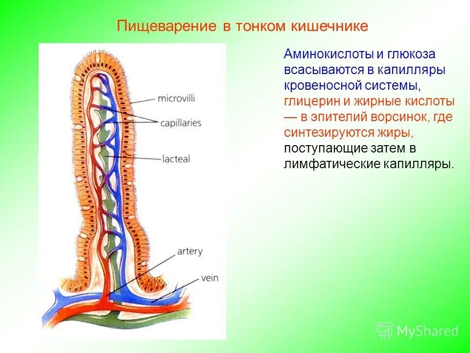 Строение ворсинки тонкой кишки. Строение кишечной ворсинки. Строение ворсинки кишечника. Ворсинки тонкого кишечника всасывание. Всасывание жиров ворсинками кишечника