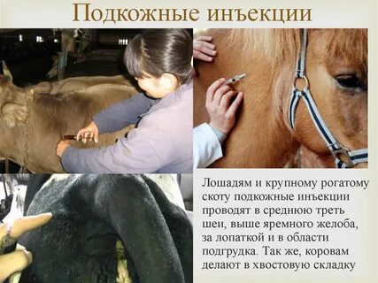 Укол корове подкожно