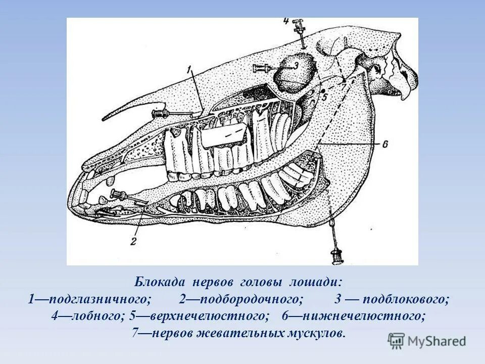 Нервная блокада. Подглазничное отверстие КРС. Блокада глазничного нерва. Блокада верхнечелюстного нерва у лошади. Верхнечелюстной нерв корова.