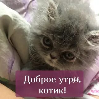 Доброе котик любимый