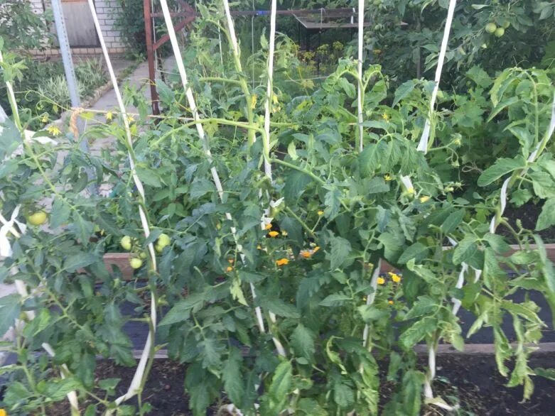 В теплице у помидор скручиваются листья причина. Листья помидор скручиваются вверх. скручиваются листья у помидоров в теплице. томаты листья скручиваются лодочкой вверх. скручивание листьев у томатов.