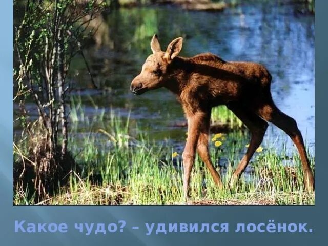 Четверо лосят предложение. Цыферов лосенок. Лосенок по г Цыферову. Лосенок в июле. Лосёнок мишка.