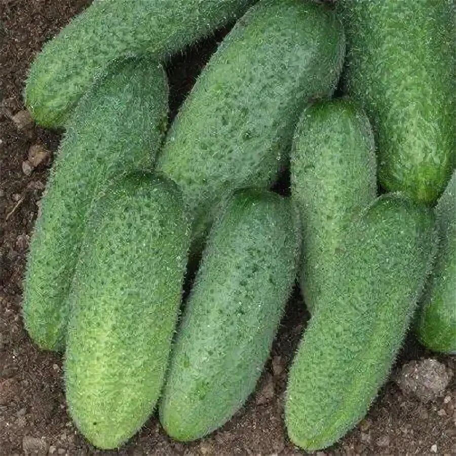 Сорт огурцов гармонист. Огурец гармонист f1. Гавриш гармонист f1 высота. Огурец гармонист гавриш. Семена огурец-корнишон «гармонист» f1.