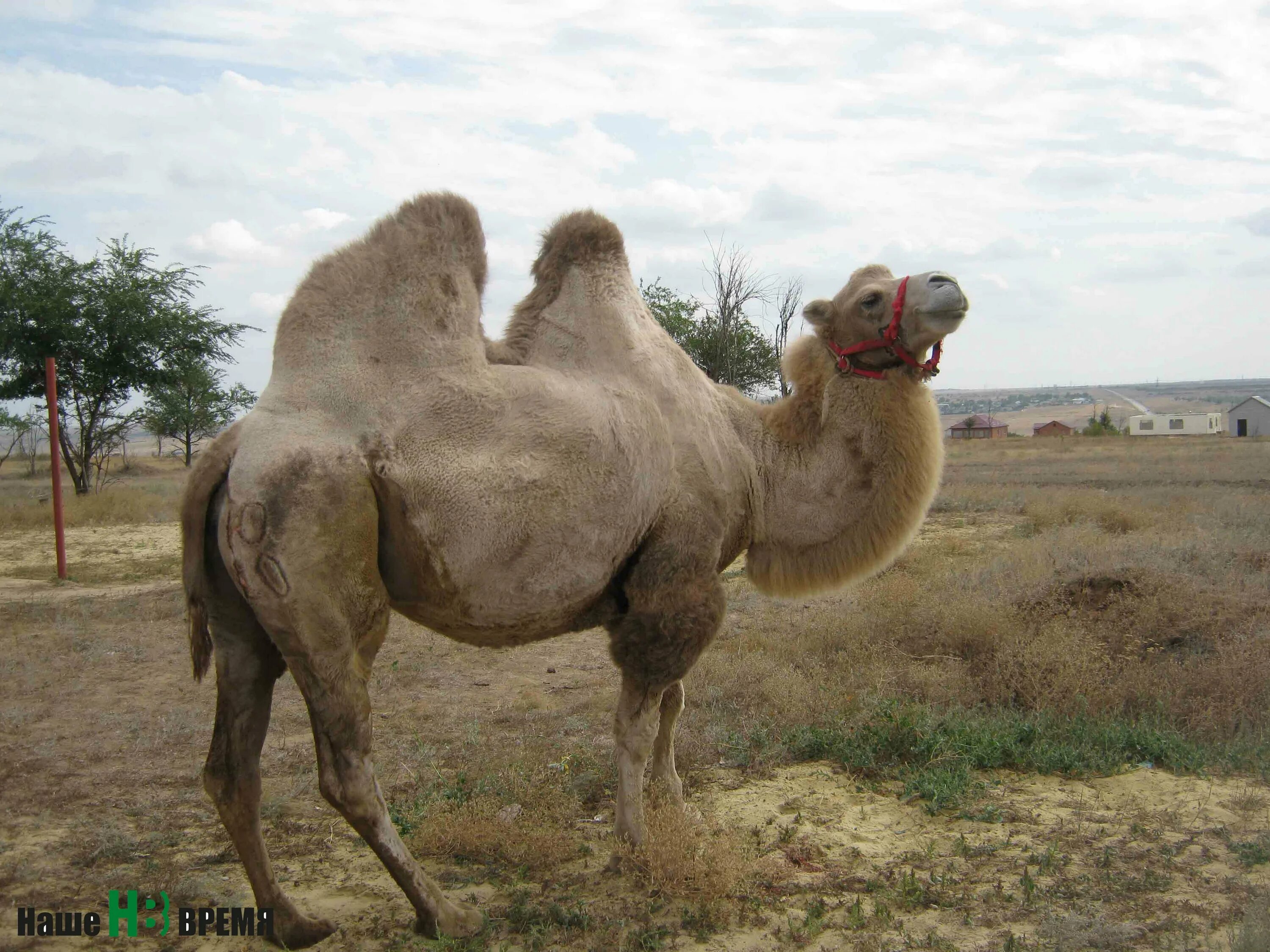 верблюд в степи. верблюдоводство в калмыкии. верблюды в калмыкии. верблюды в калмыкии. порода калмыцкий бактриан.