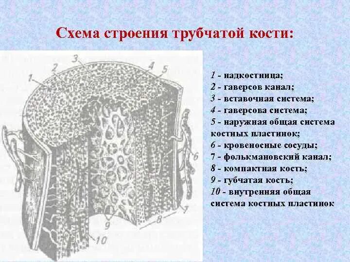 Строение трубчатой кости гистология. Пластинчатая костная ткань генеральные пластинки. Поперечный срез трубчатой кости рисунок. Строение трубчатых костей гистология.