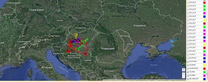 Куда летят гуси весной в россии. Карта миграции гусей в России. Карта пролета гуся на территории России. Карта миграции белолобых гусей. Пути миграции гусей на карте России.