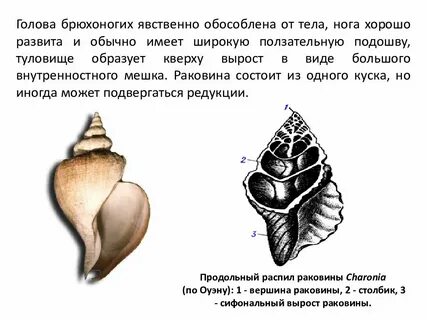Развитие брюхоногих