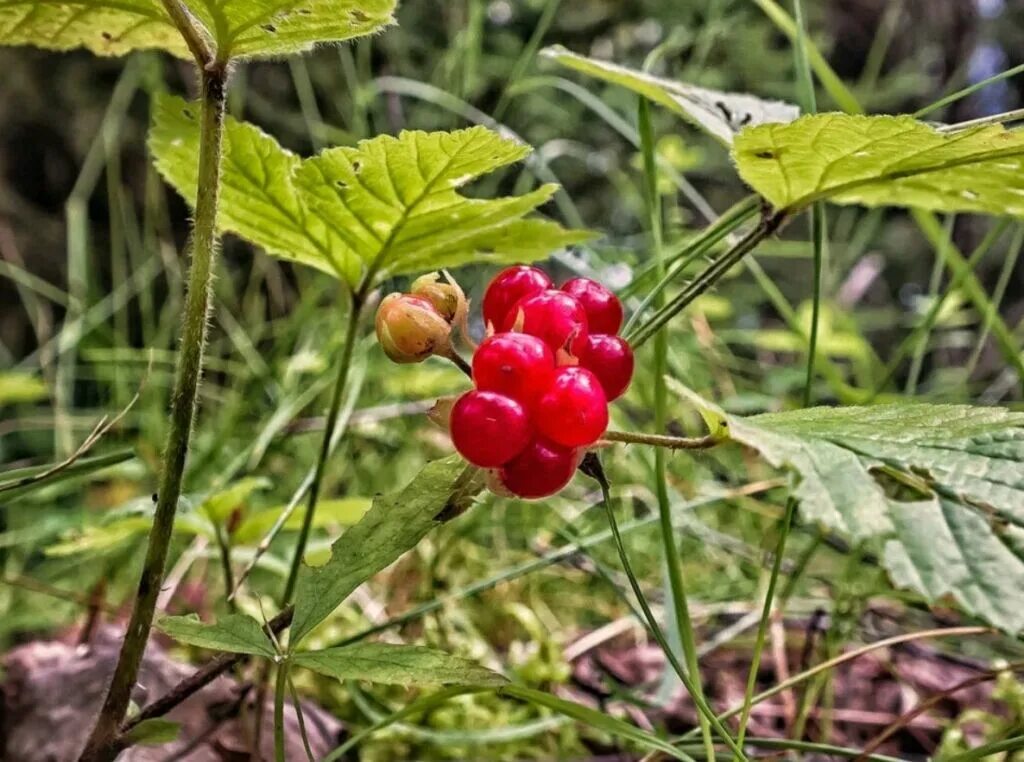 5 съедобных растений. Кустарничек костяника. Ежевика куманика. Костяника и волчья ягода. 5 съедобных растений.
