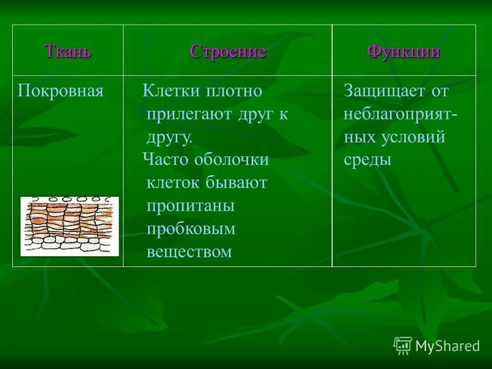 Клетки плотно прилегают друг к другу какая