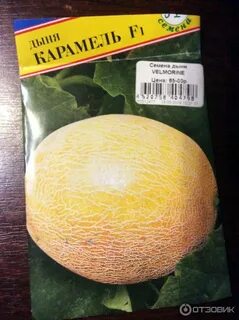 Дыня сорта фото описание
