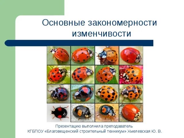 Закономерности изменчивости конспект. Закономерности изменчивости конспект