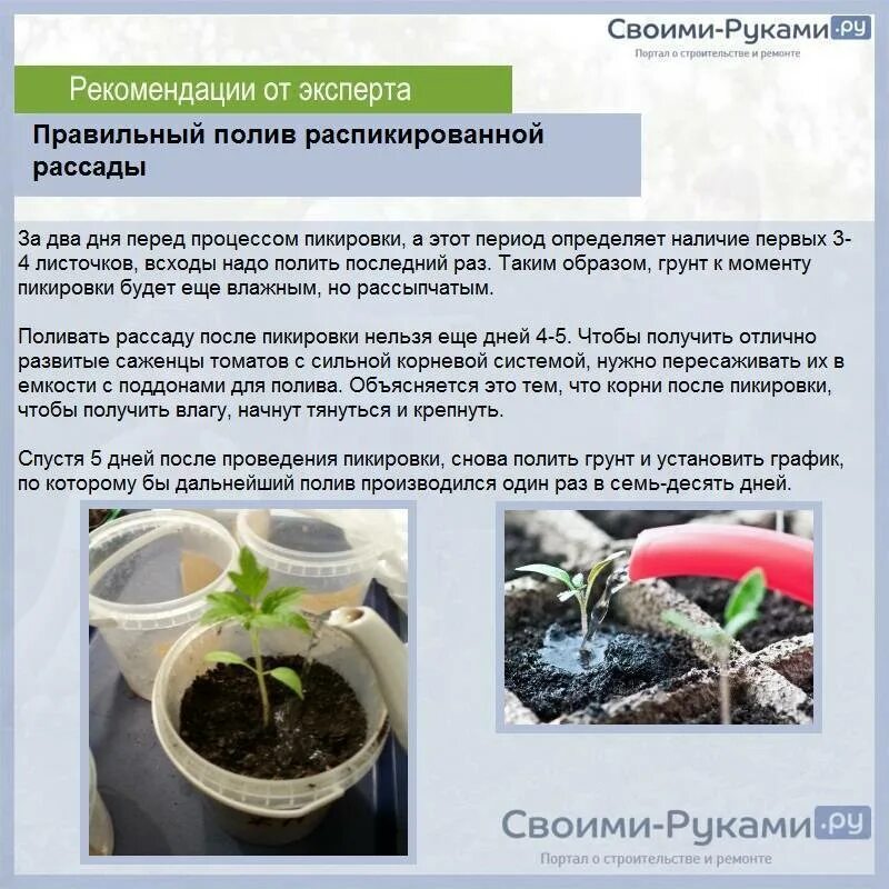 Как часто подкормить